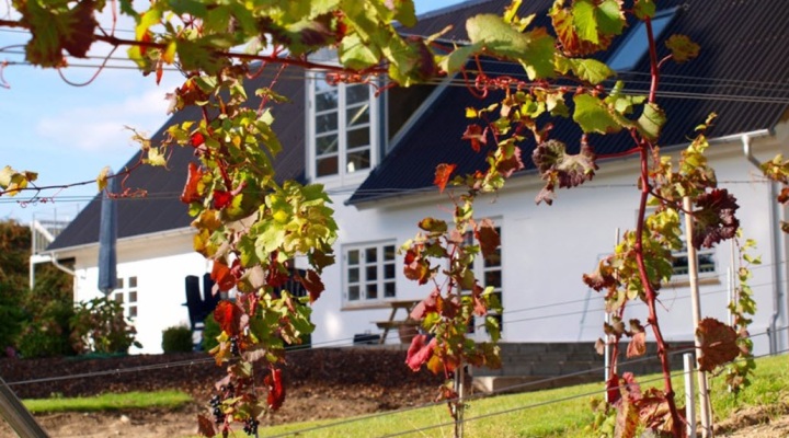 Oplev dansk vingård nær Kolding